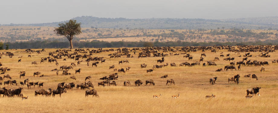 9 cuộc di cư hoang d&atilde; ngoạn mục nhất thế giới